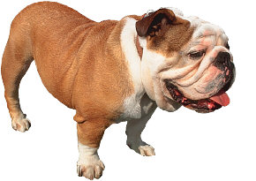 Dog Training