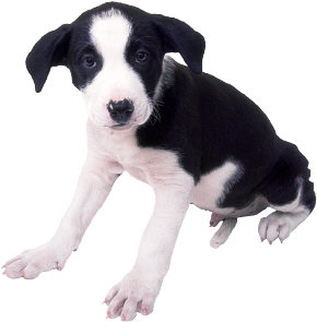 Dog Training