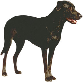 Dog Training