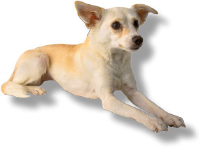 Dog Training