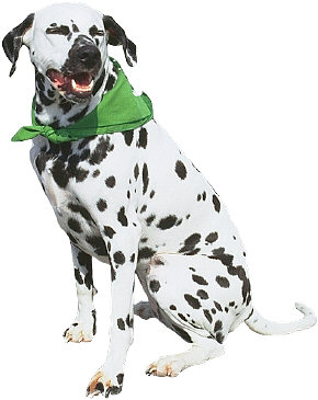 Dog Training