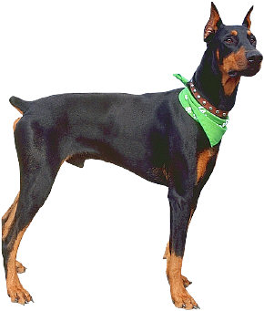 Dog Training