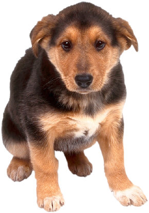 Dog Training